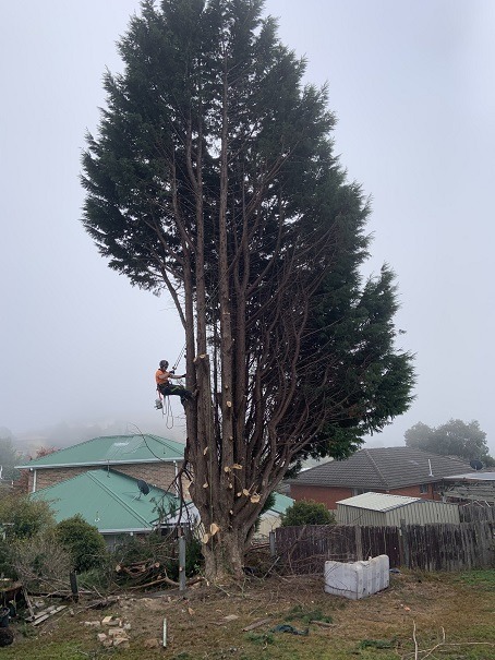 launceston tree removal service
